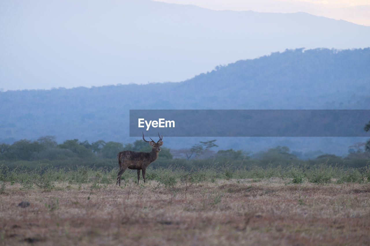 Rusa timorensis at savana baluran national park, indonesia