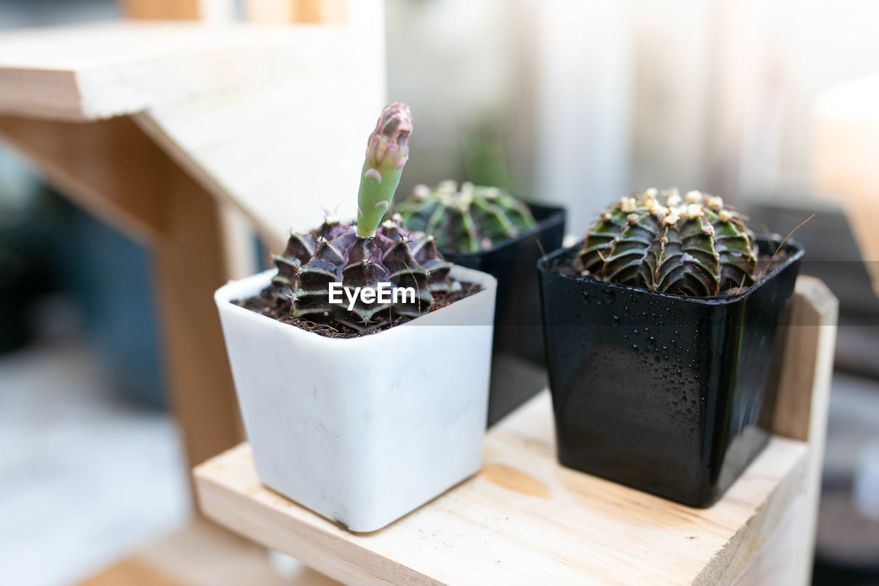 HIGH ANGLE VIEW OF SUCCULENT PLANT IN POT