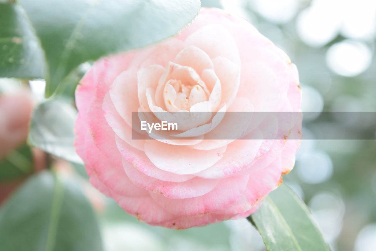 CLOSE-UP OF PINK ROSES BLOOMING OUTDOORS