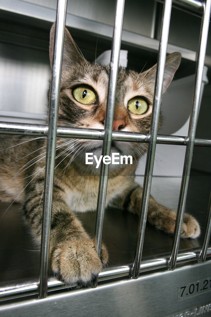 Close-up of cat in cage