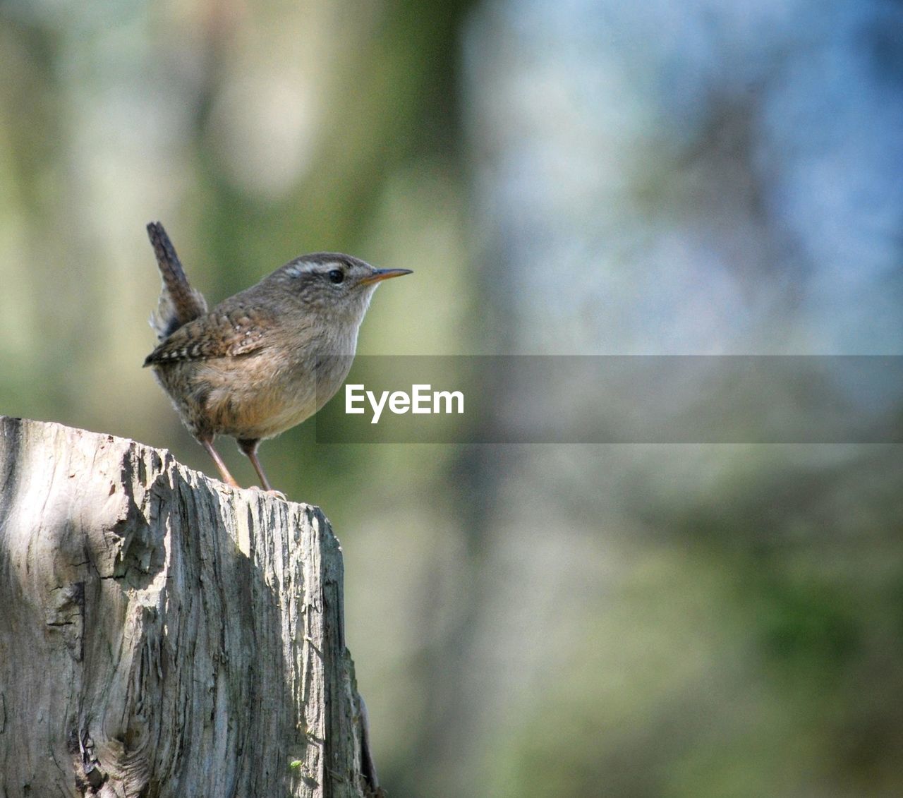 Close-up of bird perching on wood