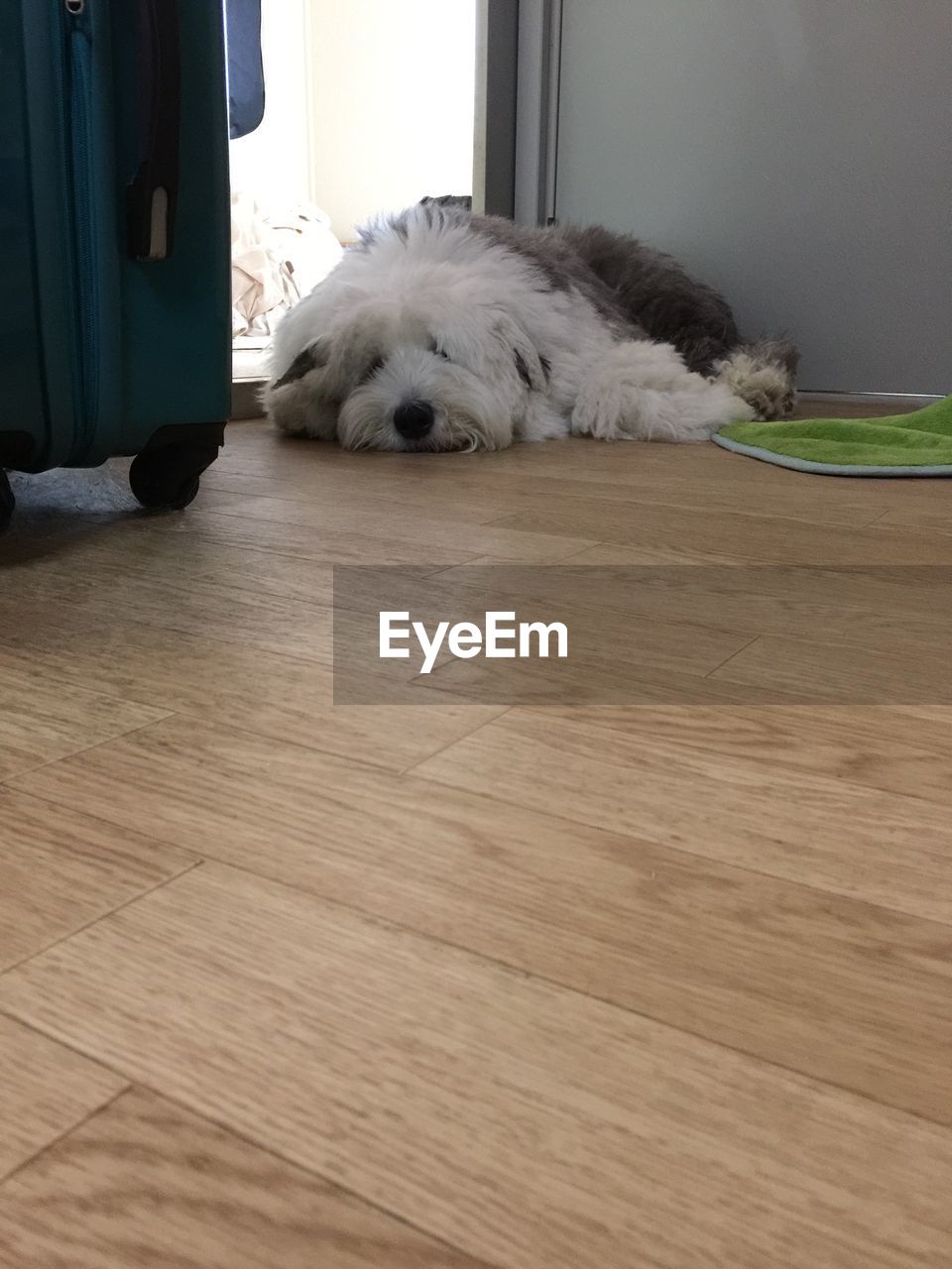 White hairy old english sheepdog lying down on hardwood floor at home