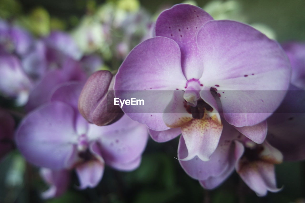 plant, flower, flowering plant, freshness, beauty in nature, close-up, blossom, purple, growth, petal, fragility, nature, macro photography, pink, inflorescence, orchid, flower head, focus on foreground, no people, springtime, botany, magenta, outdoors, selective focus, lilac, pollen