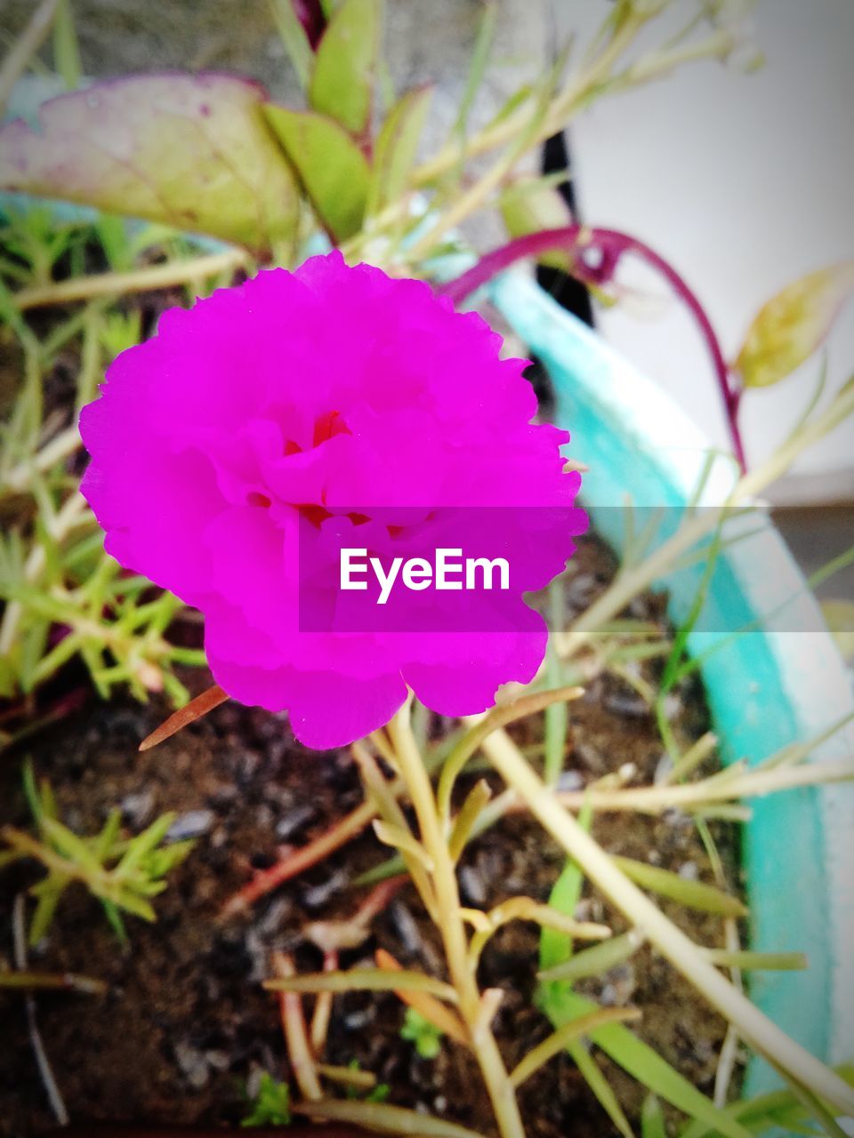 CLOSE-UP OF PINK CROCUS FLOWER