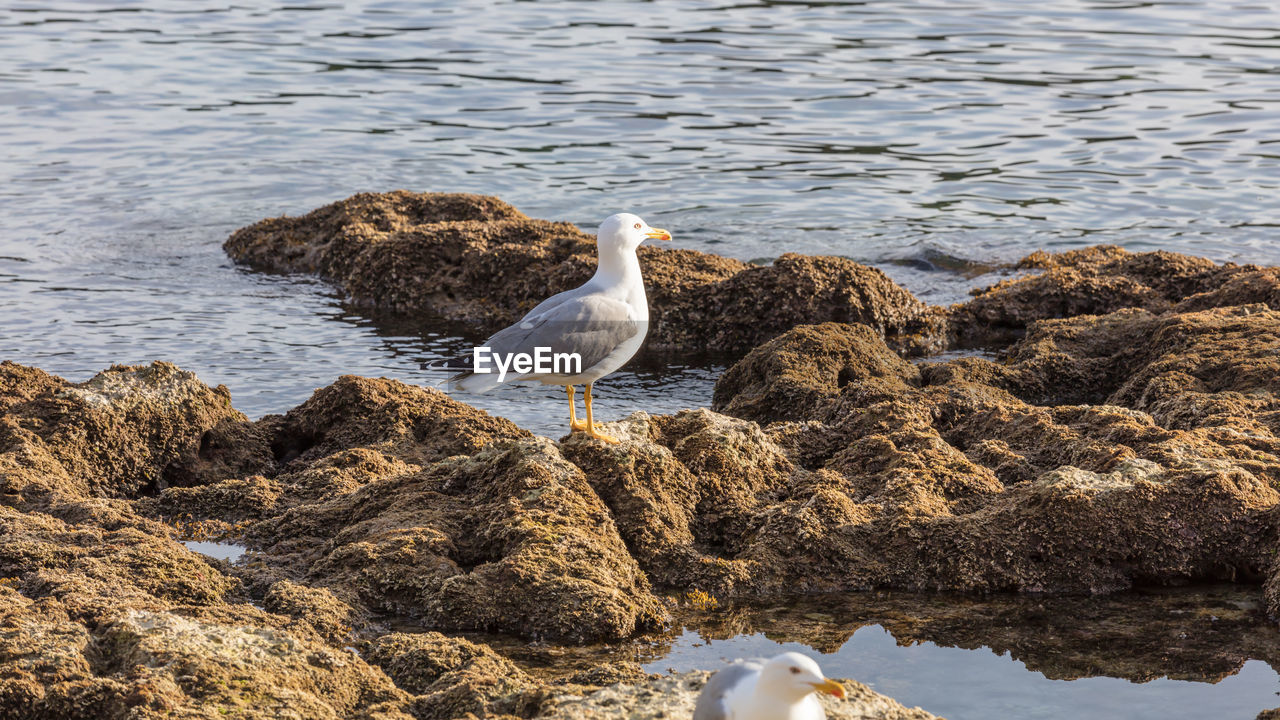 Seagull resting on the rocks at sea