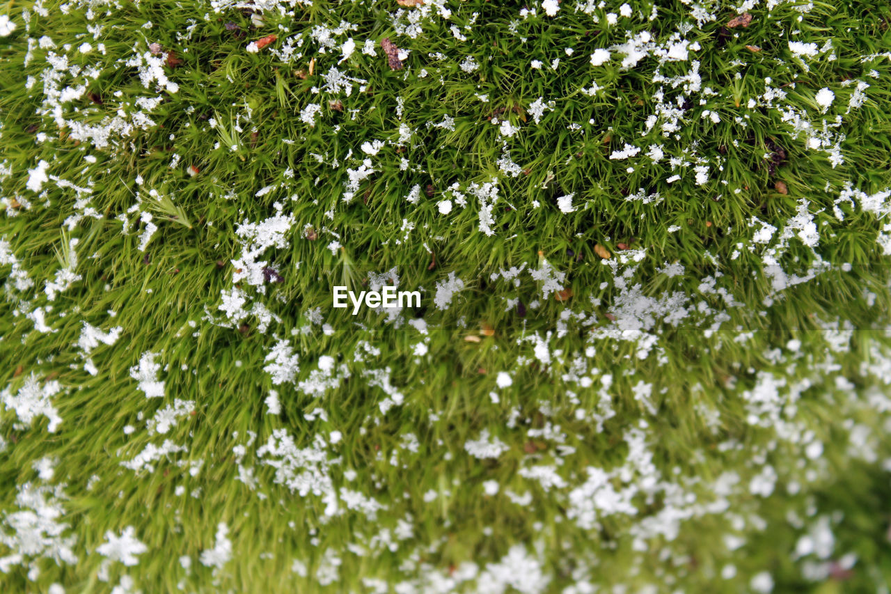 Full frame shot of snow covered moss