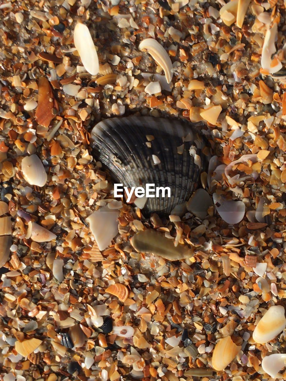 CLOSE-UP OF SEASHELLS ON PEBBLE