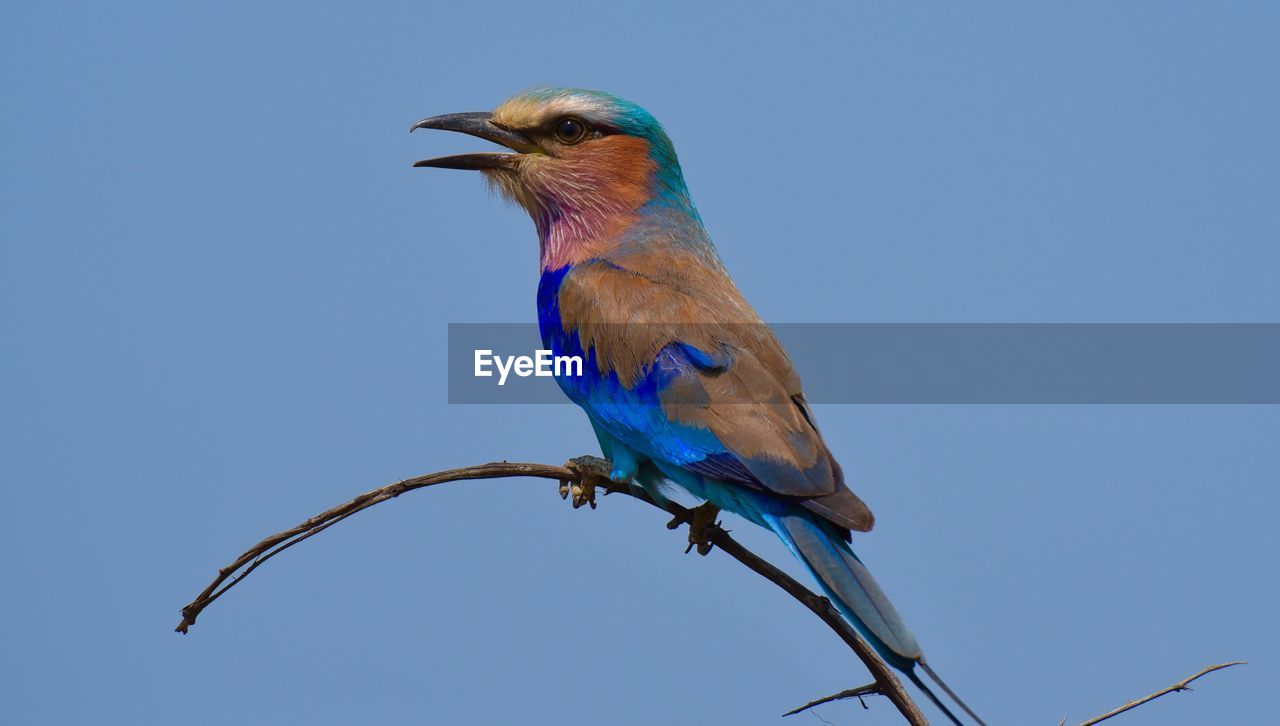 Lilac-breasted roller perching on stick against clear sky