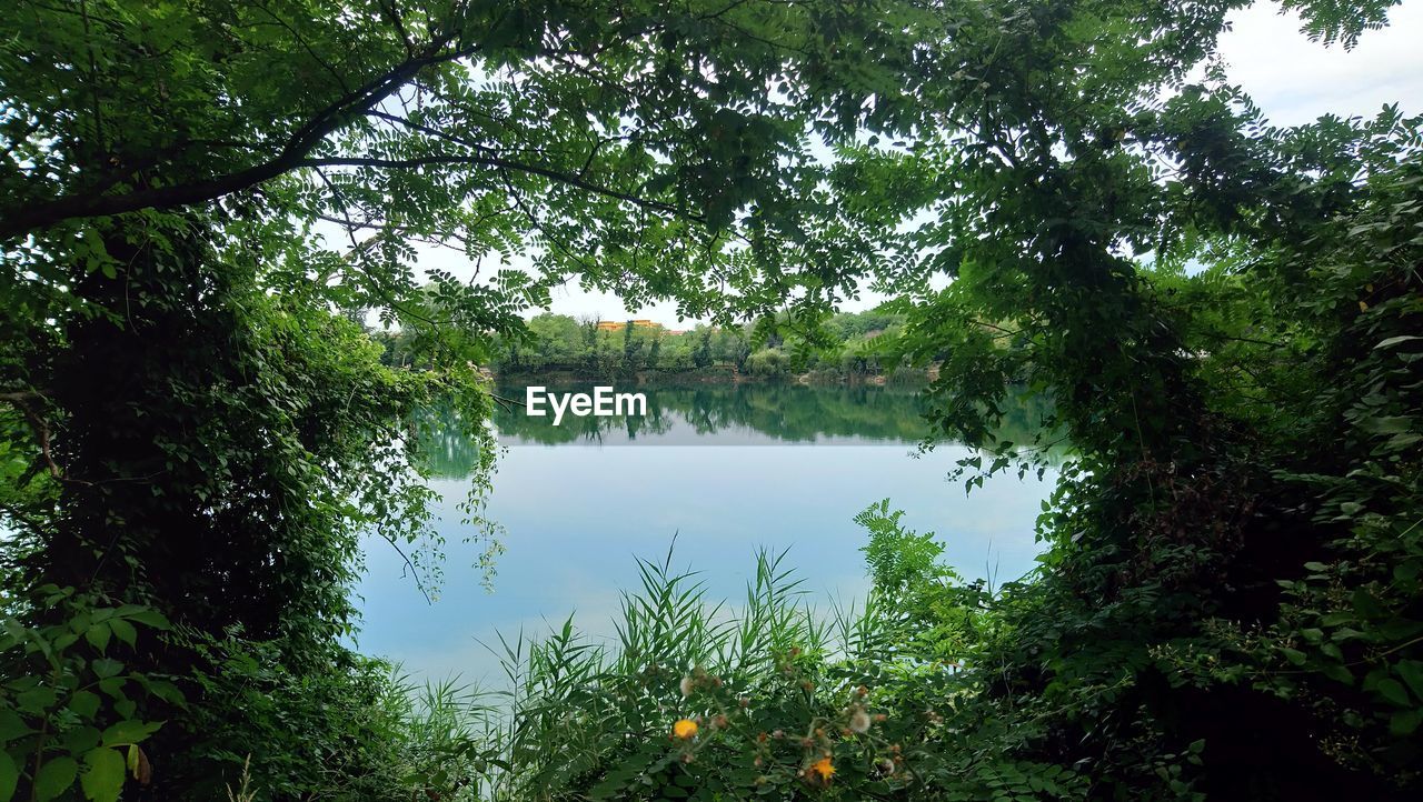 REFLECTION OF TREES IN LAKE AGAINST SKY IN FOREST