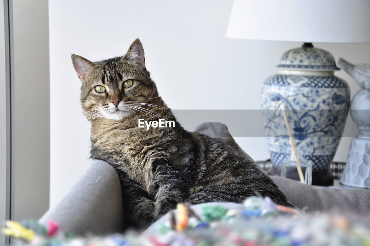 Portrait of cat on sofa against wall at home