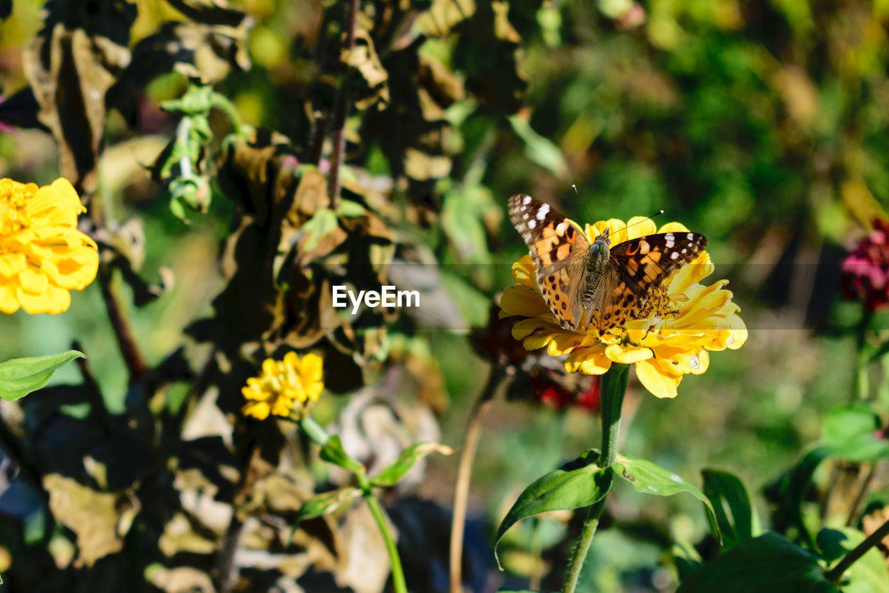 BUTTERFLY POLLINATING ON YELLOW FLOWER