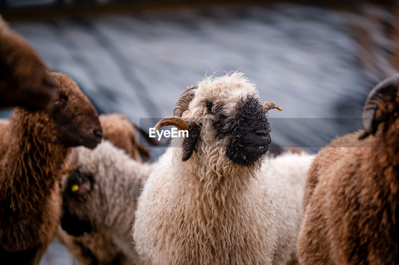 Close-up of sheep on field