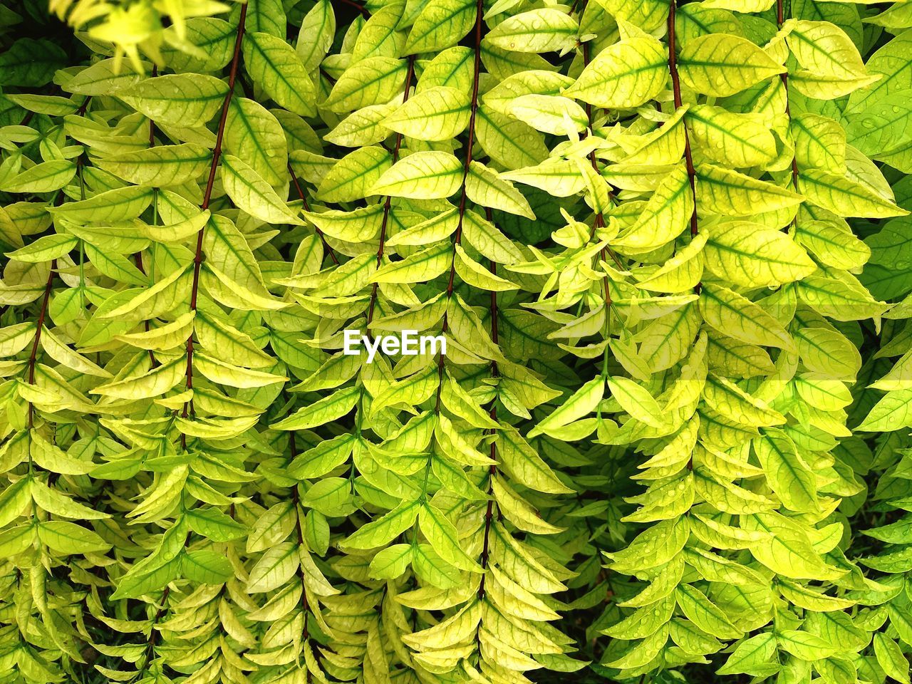 Full frame shot of green leaves