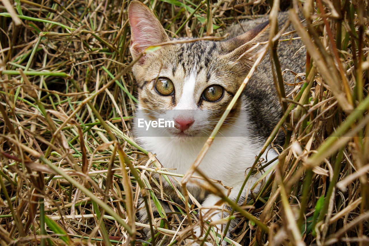 PORTRAIT OF A CAT IN GRASS