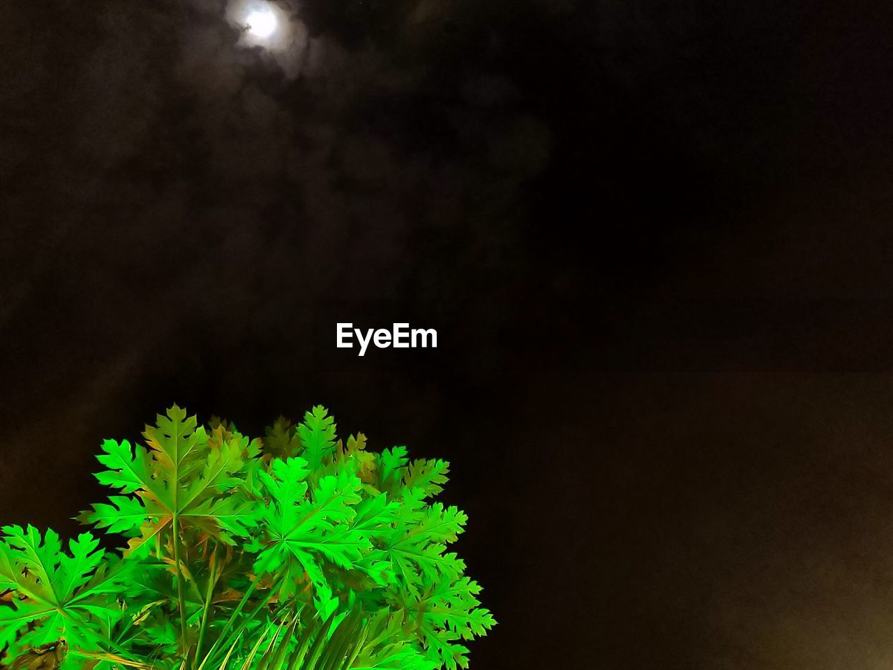 CLOSE-UP OF PLANT AGAINST DARK BACKGROUND