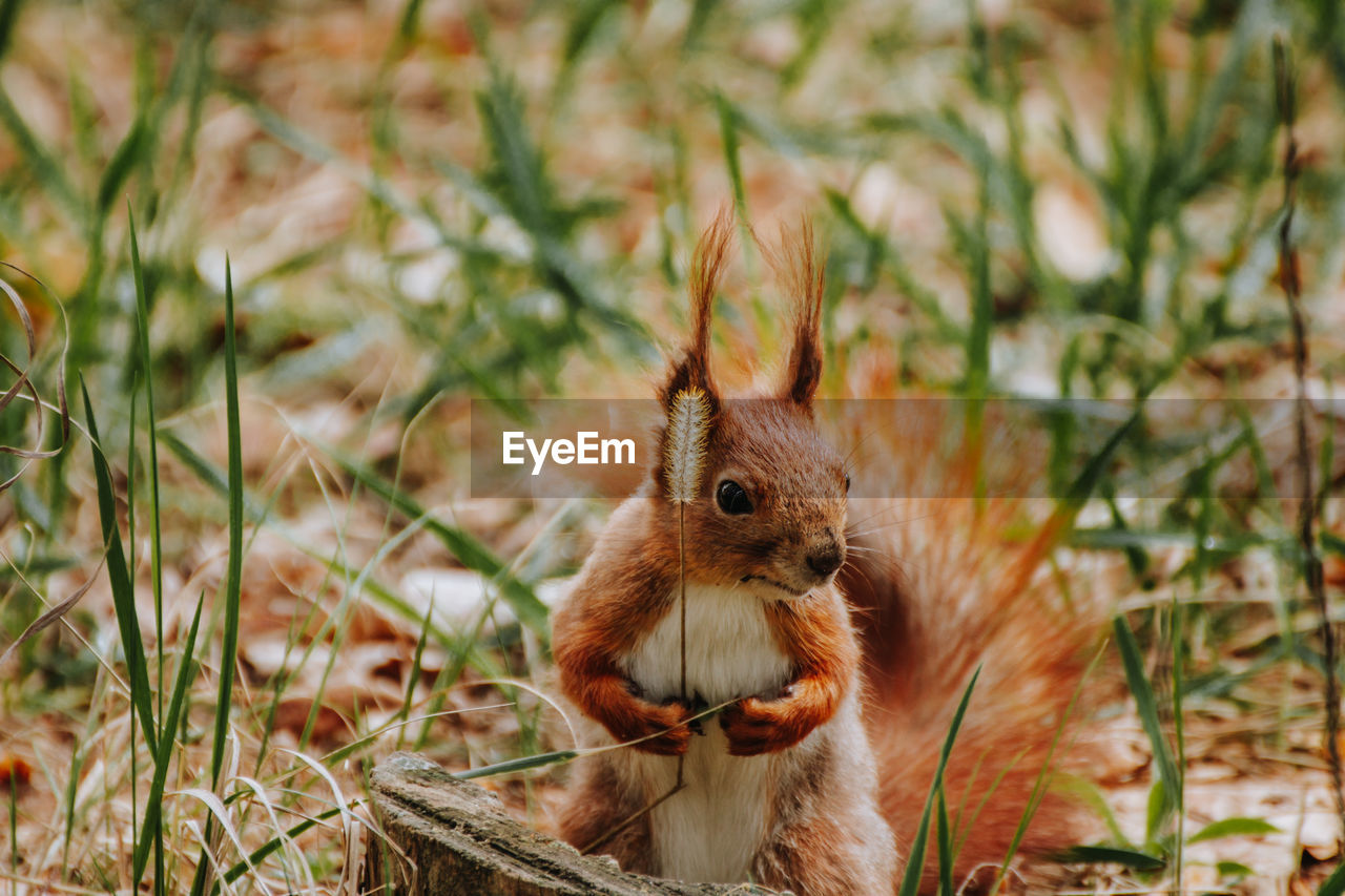 CLOSE-UP OF SQUIRREL