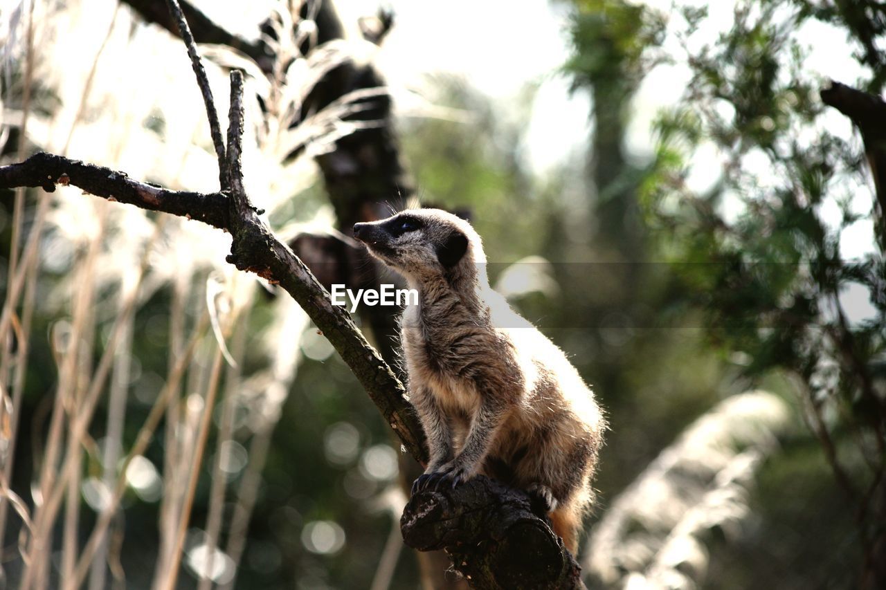 LOW ANGLE VIEW OF TREE BRANCH