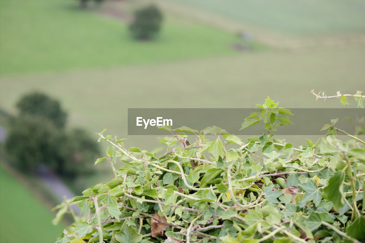 CLOSE-UP OF PLANTS GROWING IN FIELD