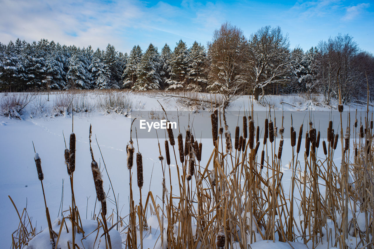 winter, snow, cold temperature, plant, tree, frost, nature, scenics - nature, environment, beauty in nature, sky, landscape, water, tranquility, tranquil scene, land, frozen, reflection, pinaceae, pine tree, coniferous tree, forest, lake, no people, ice, non-urban scene, wilderness, pine woodland, freezing, cloud, natural environment, woodland, blue, day, outdoors, rural scene, mountain, polar climate, white, grass