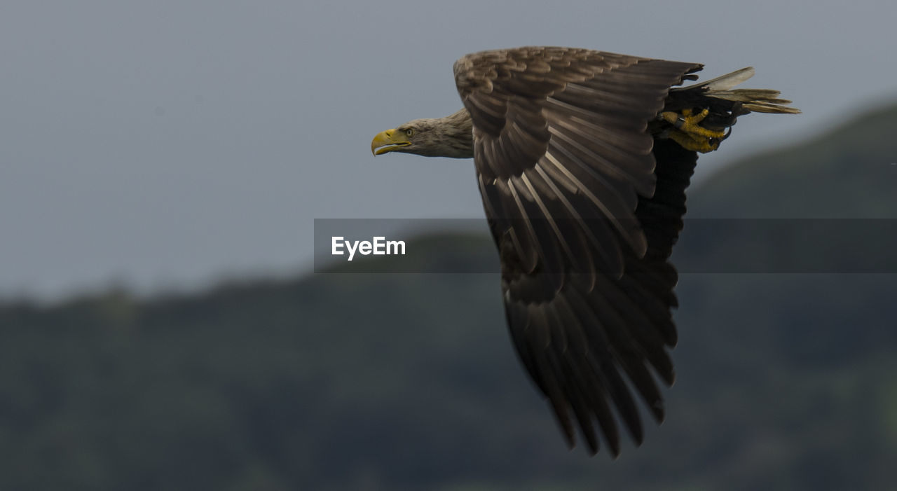 Low angle view of sea eagle flying against clear sky