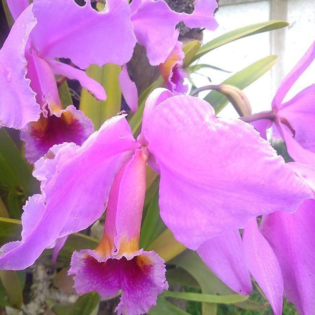 CLOSE-UP OF PINK FLOWERS BLOOMING