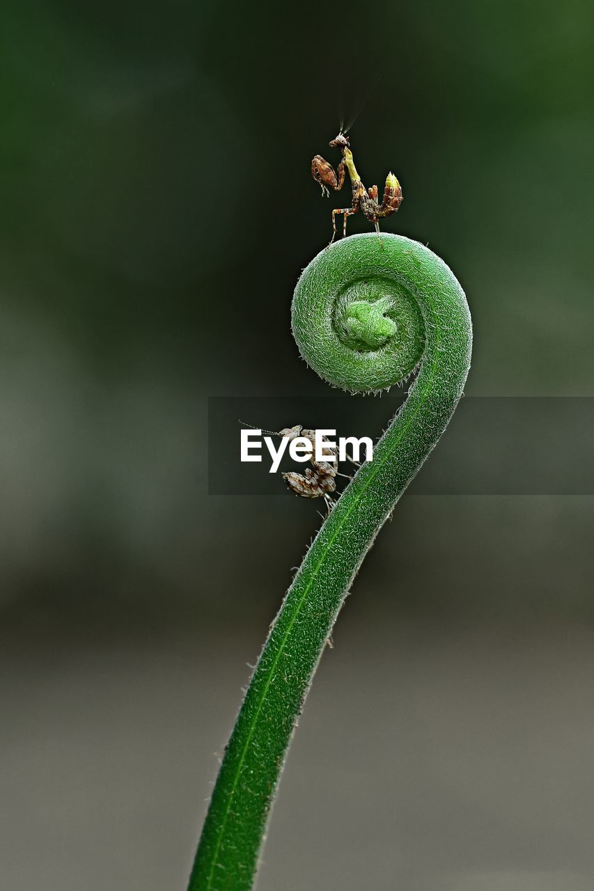 CLOSE-UP OF CATERPILLAR ON LEAF