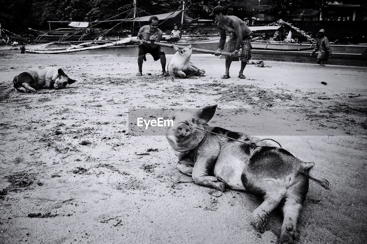 Men tying pigs on beach