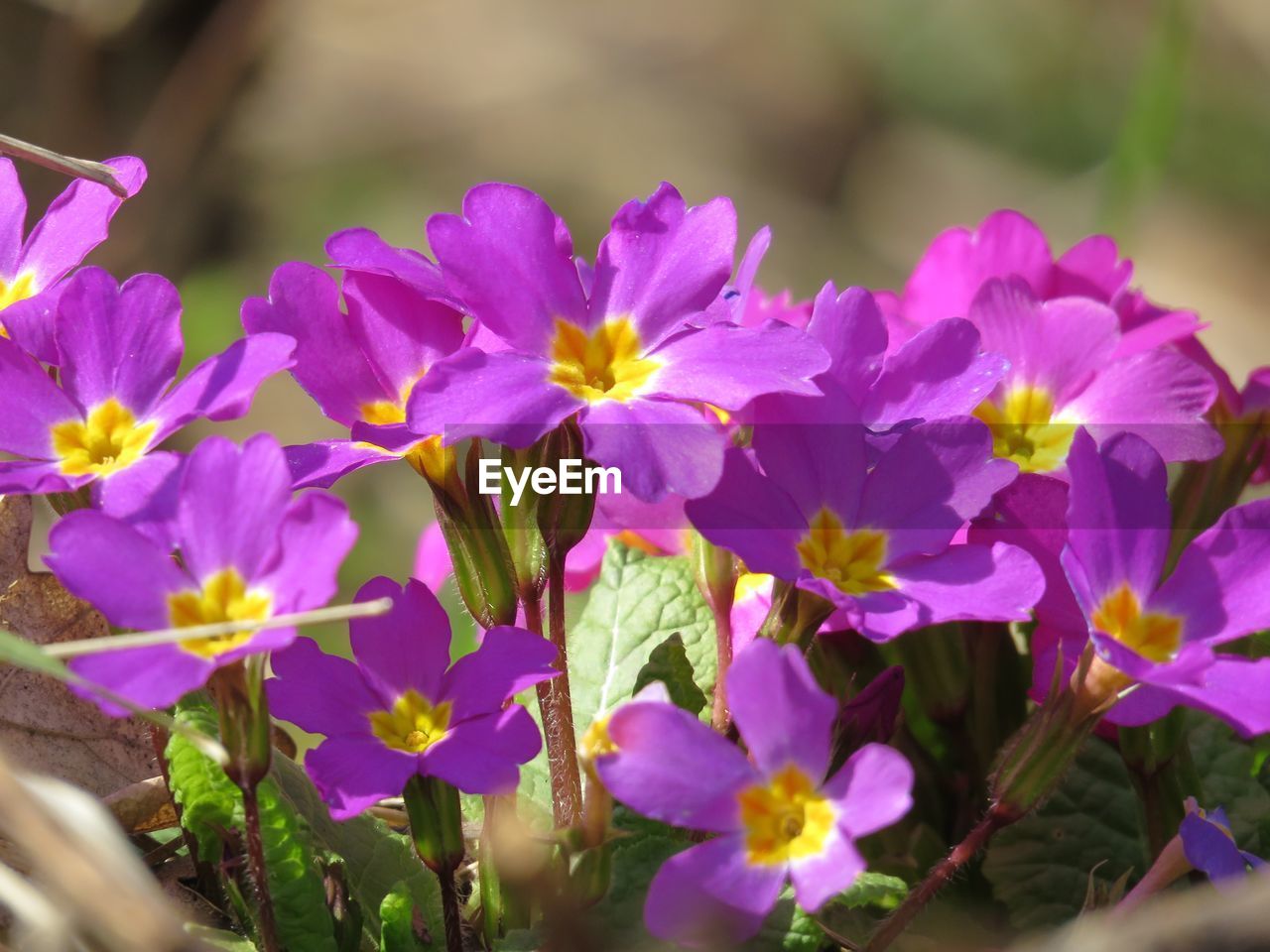 CLOSE-UP OF PURPLE FLOWERS