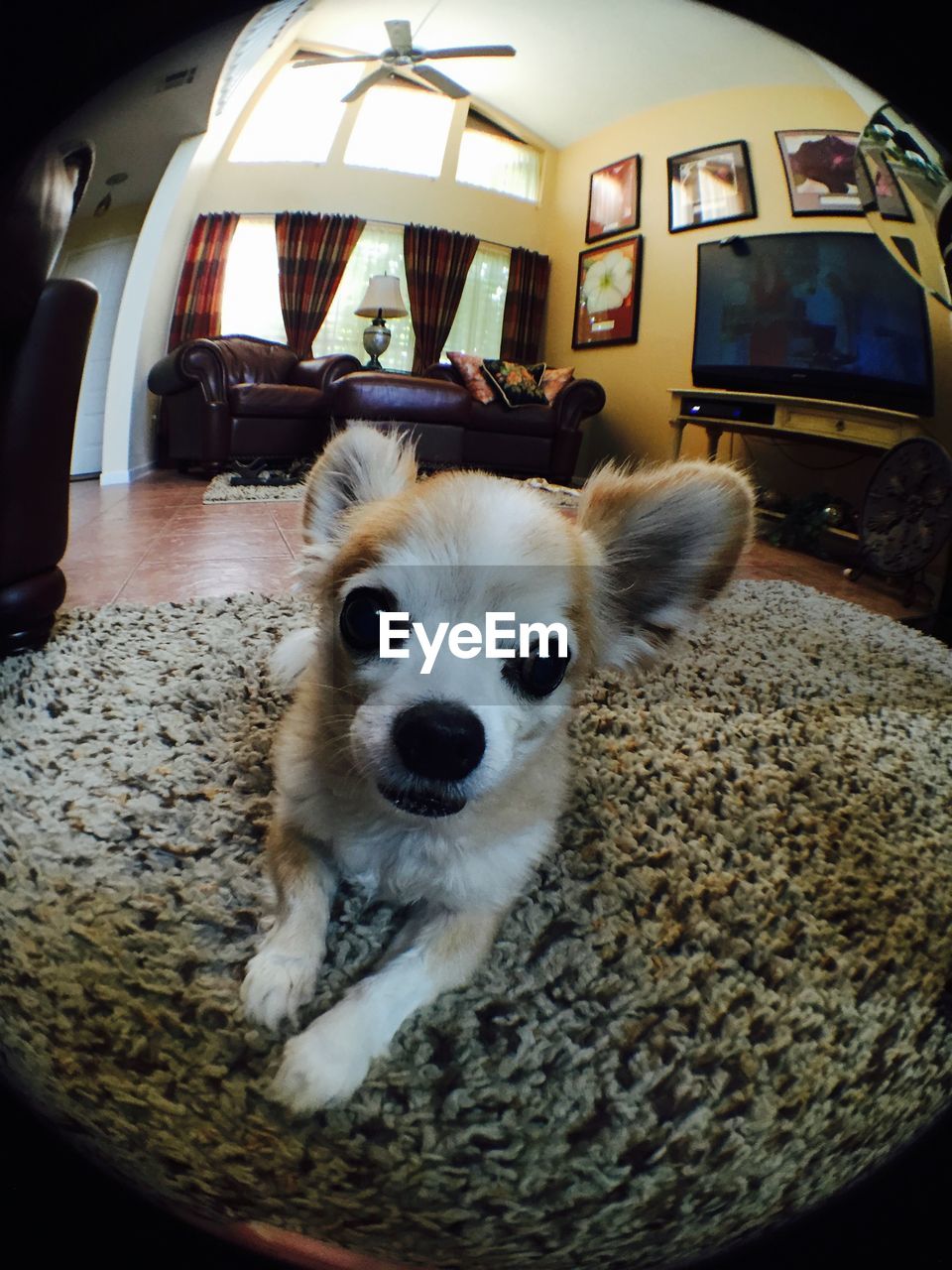 Portrait of dog in living room