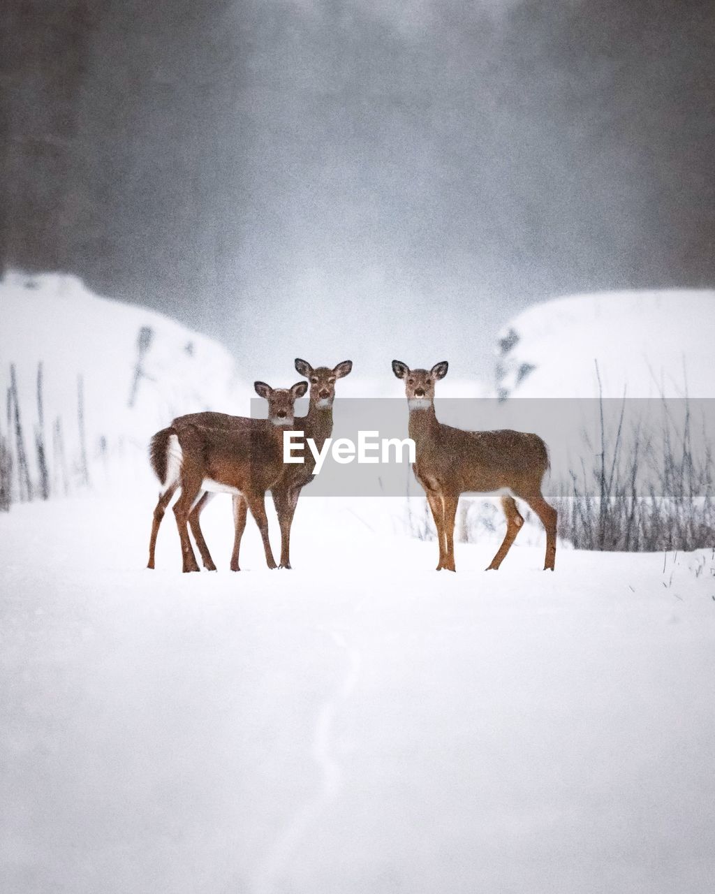 Three deer in snow