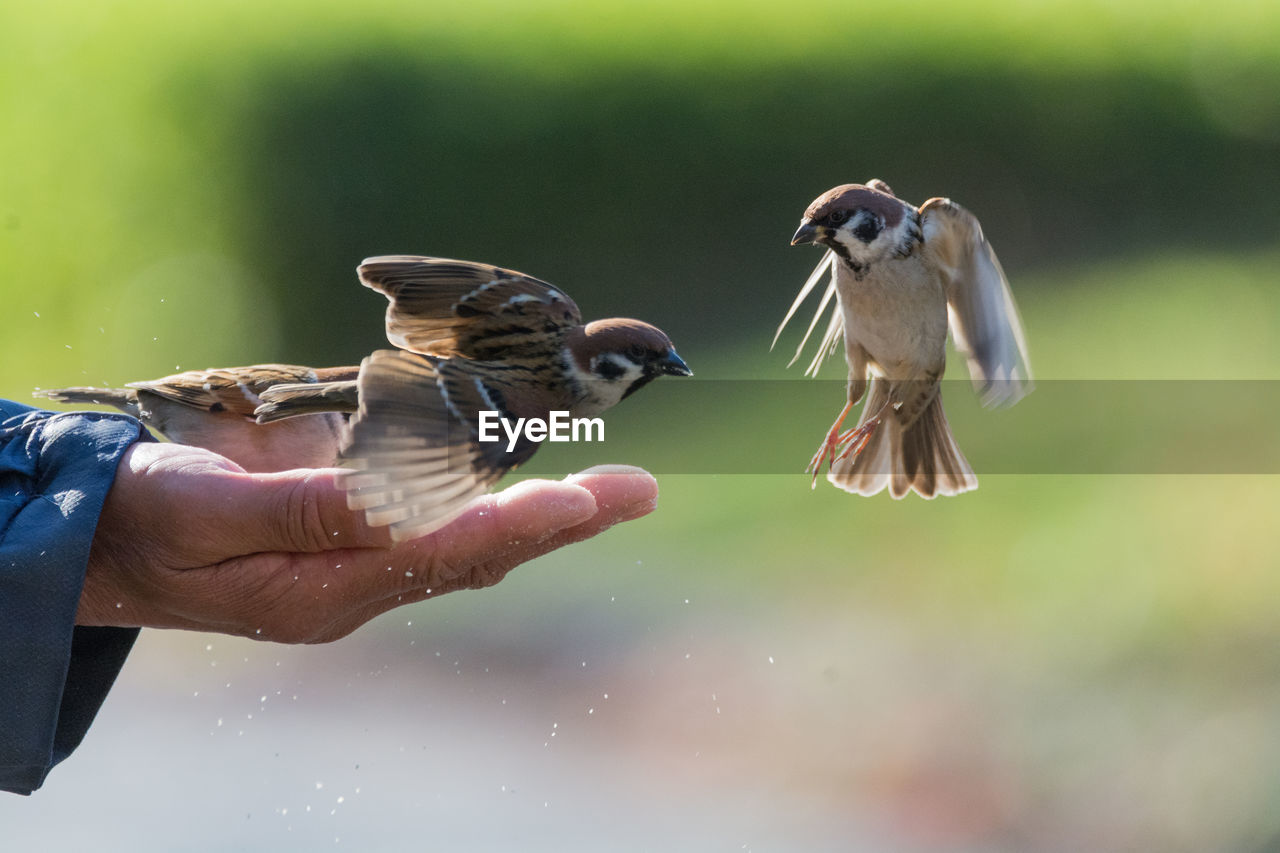 CLOSE-UP OF HAND HOLDING BIRDS FLYING
