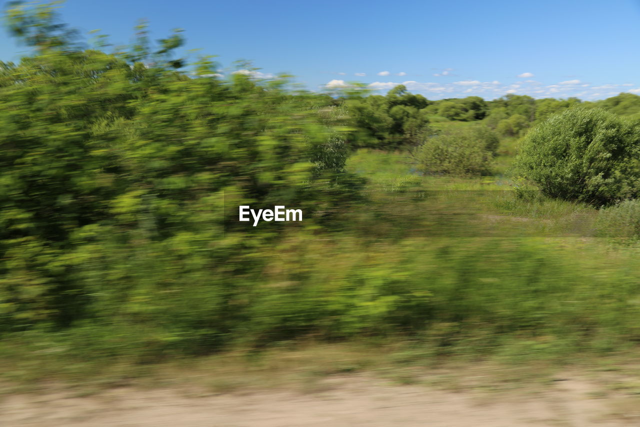 TREES GROWING ON FIELD AGAINST SKY