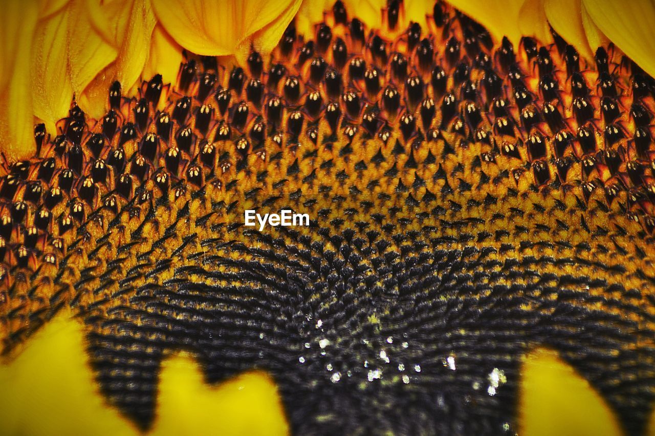 FULL FRAME SHOT OF YELLOW CATERPILLAR ON LEAF