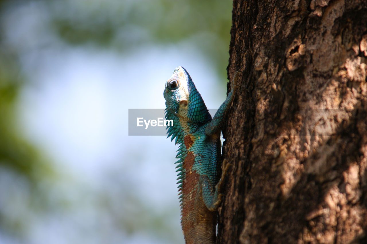 CLOSE-UP OF A LIZARD ON TREE