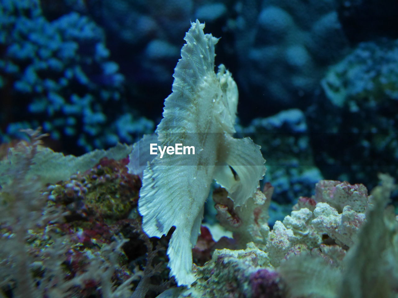 CLOSE-UP OF CORAL REEF IN SEA