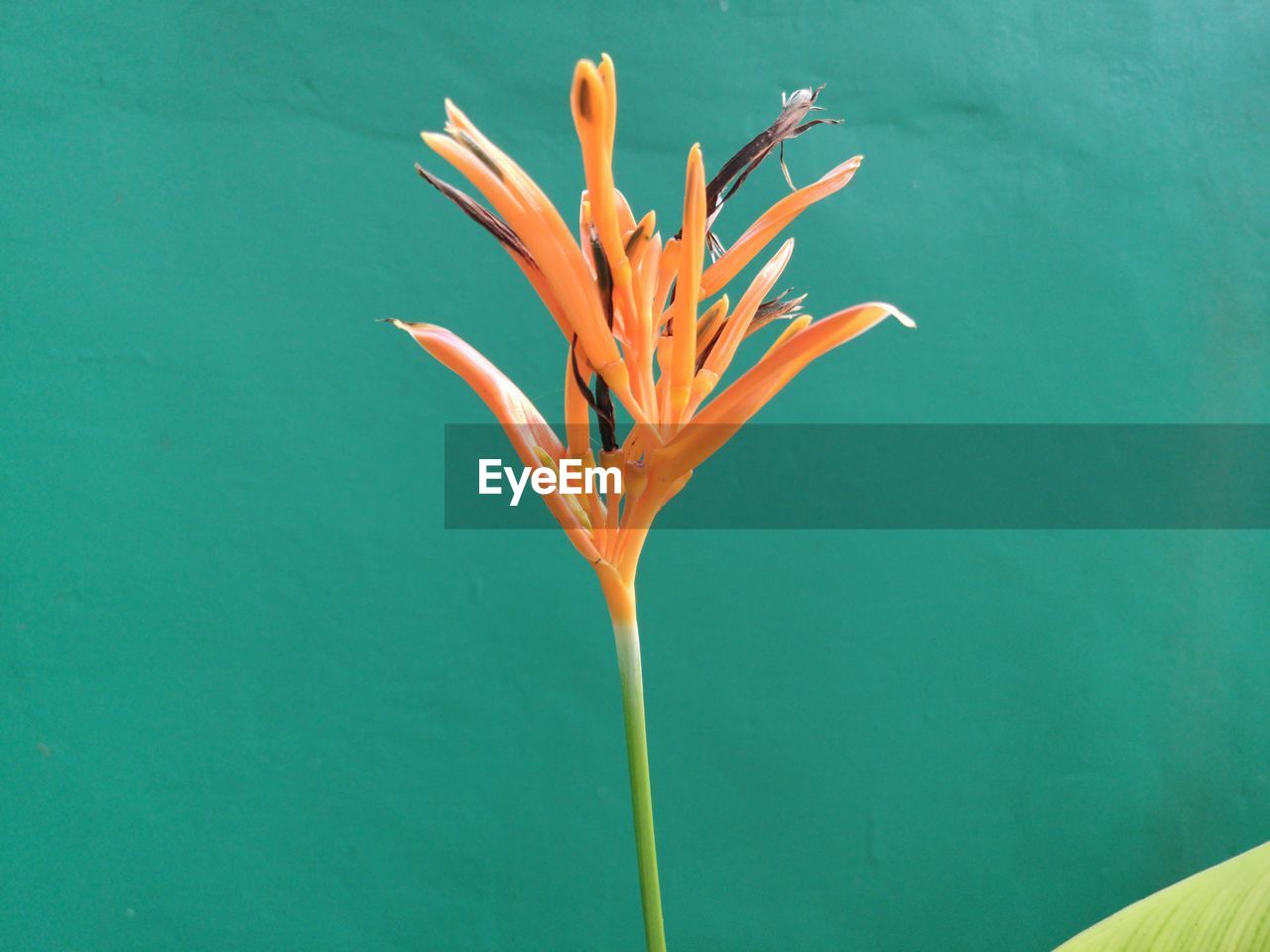 Close-up of orange flower