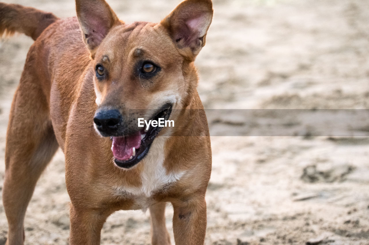 Close-up of dog standing on field