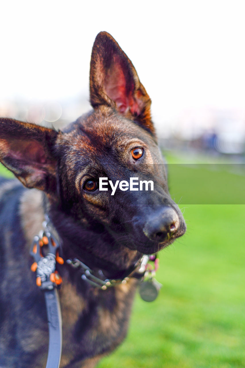 Close-up portrait of sable german shepherd