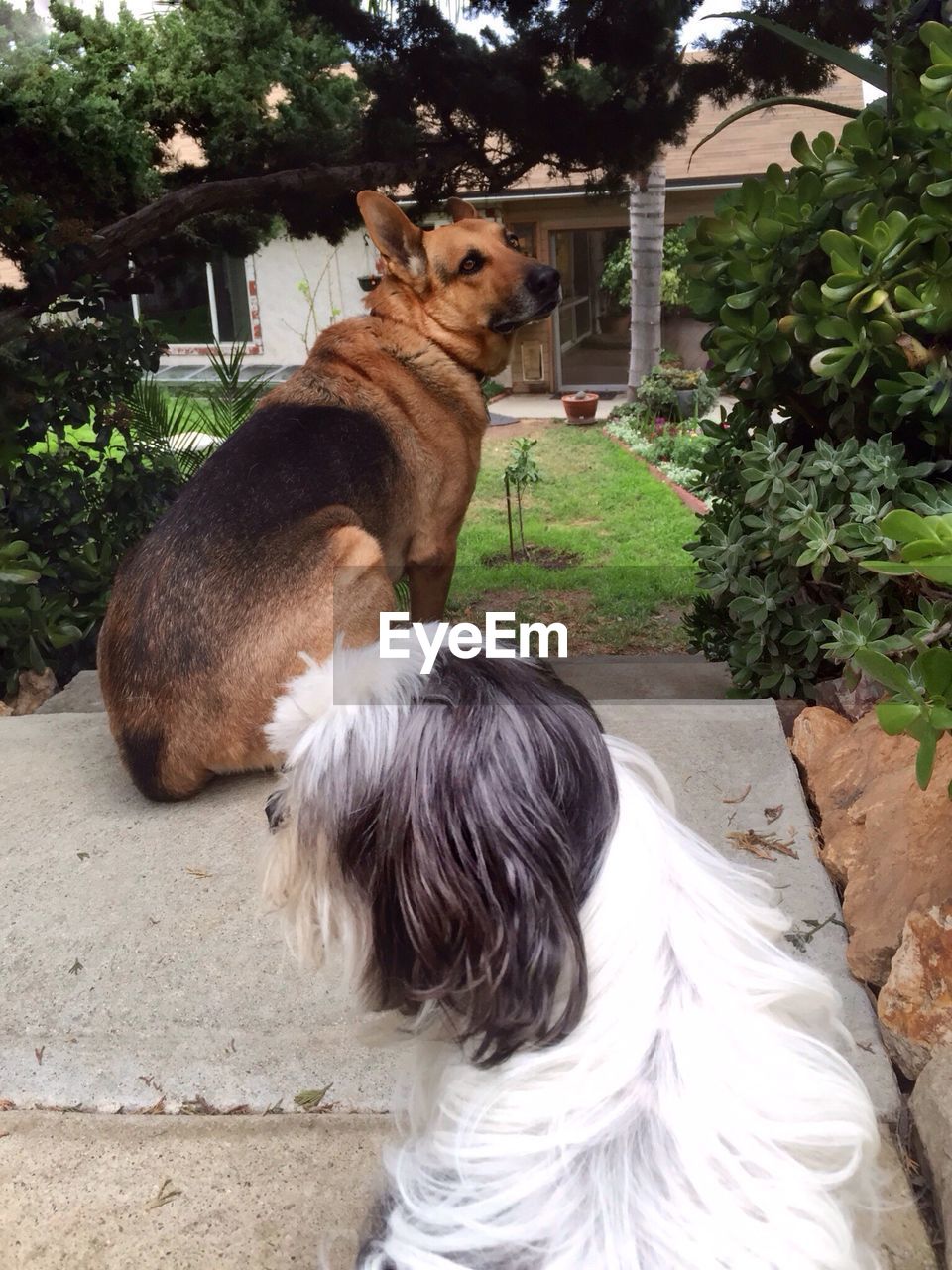 High angle view of dogs sitting in back yard