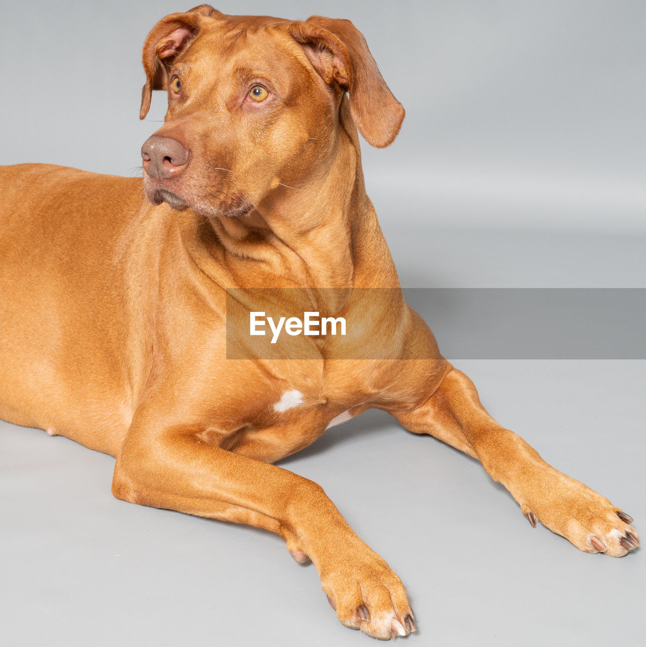 one animal, animal themes, pet, animal, dog, mammal, canine, domestic animals, portrait, brown, looking, studio shot, rhodesian ridgeback, no people, indoors, relaxation, looking away, gray background, sitting, carnivore, full length