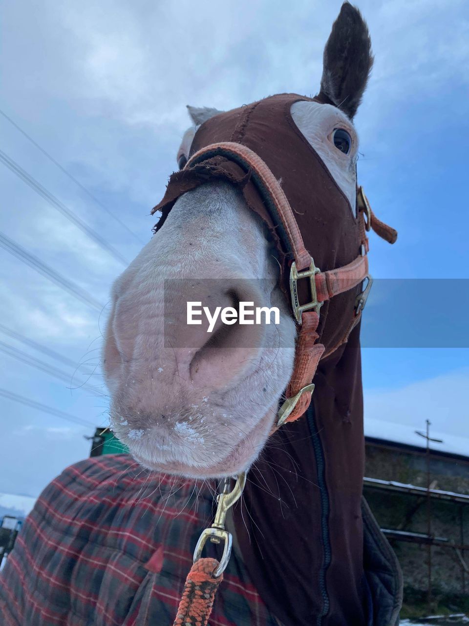 Close-up of horse in ranch against sky