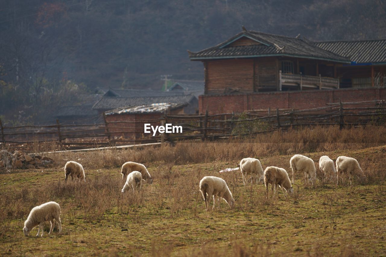 HERD OF SHEEP ON FIELD