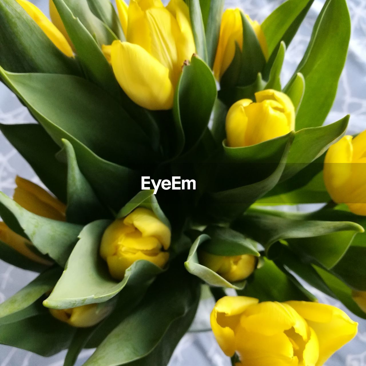 YELLOW FLOWERS AND LEAVES