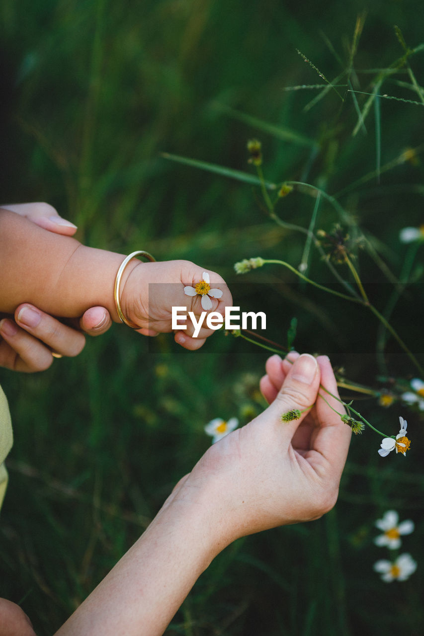 Close-up of hands holding flowers