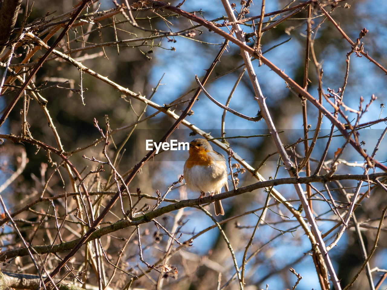 animal themes, animal, bird, animal wildlife, nature, wildlife, branch, tree, one animal, winter, perching, plant, no people, spring, twig, outdoors, day, beauty in nature, flower, focus on foreground, bare tree, low angle view, leaf, autumn