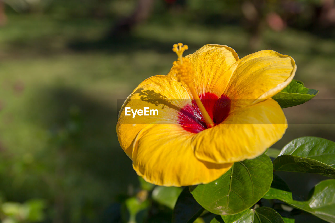 Close-up of yellow hibiscus flower