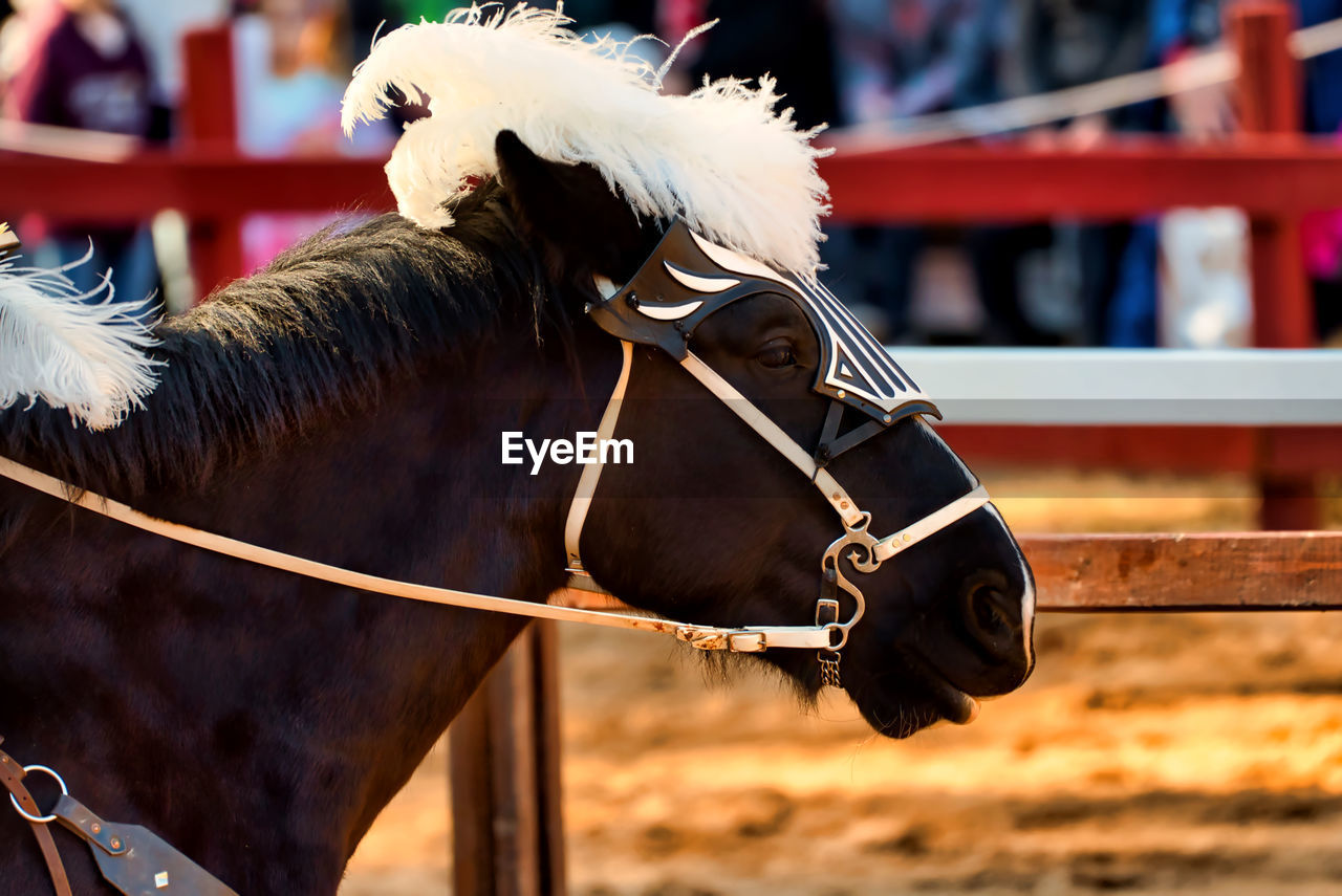 CLOSE-UP OF HORSE