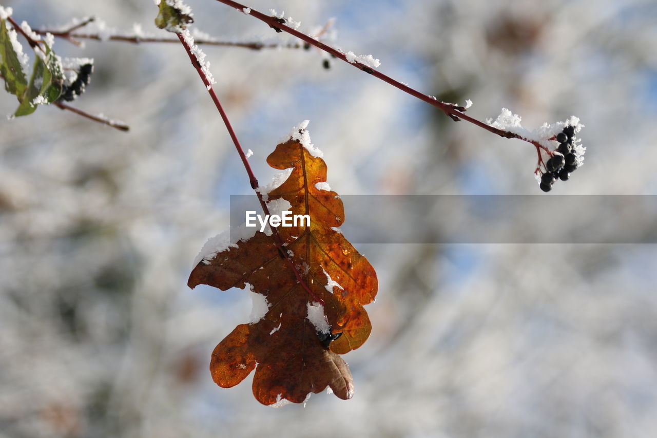 winter, leaf, nature, branch, tree, plant, flower, focus on foreground, twig, autumn, macro photography, plant part, no people, snow, spring, cold temperature, outdoors, frost, day, beauty in nature, dry, close-up, food and drink, food, hanging, produce, fruit