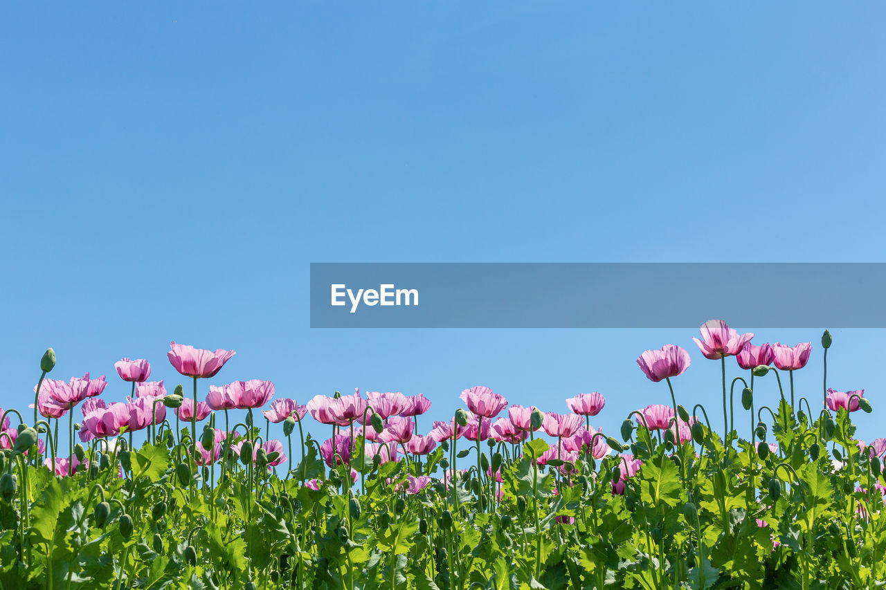 PINK FLOWERING PLANTS ON FIELD AGAINST CLEAR SKY