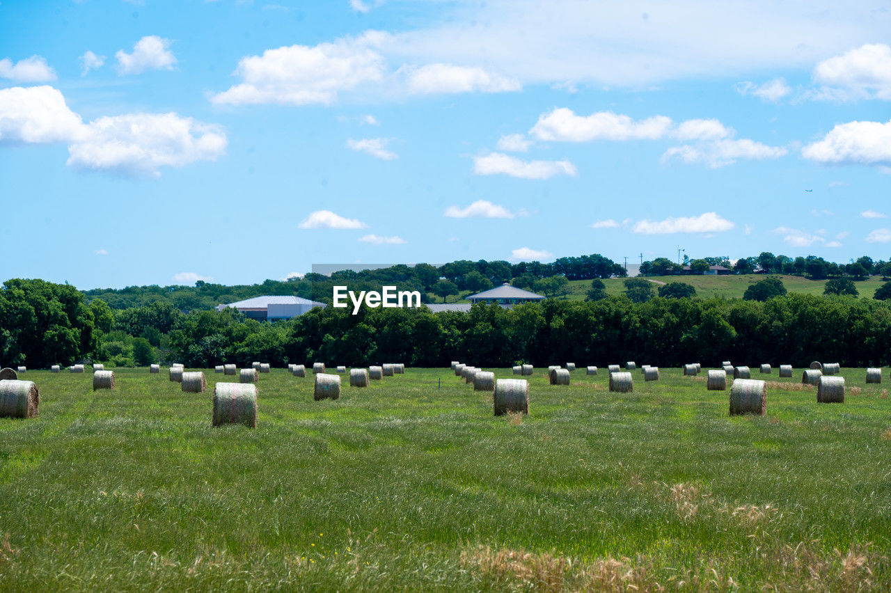 pasture, plant, field, landscape, meadow, environment, grass, sky, land, grassland, agriculture, livestock, cloud, mammal, rural area, nature, animal, animal themes, domestic animals, grazing, farm, rural scene, group of animals, plain, sheep, natural environment, no people, green, tree, bale, beauty in nature, flock of sheep, prairie, large group of animals, scenics - nature, day, pet, cattle, hay, hill, outdoors, herd, non-urban scene, tranquil scene, tranquility, animal wildlife